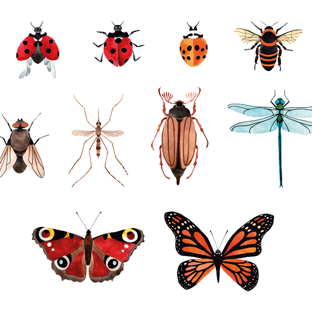 Insekten in Lebensmitteln? 